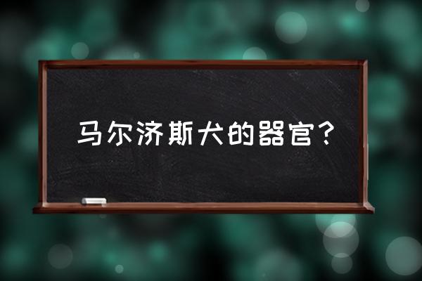 马尔济斯犬的牛子 马尔济斯犬的器官？