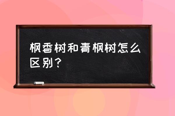 枫香树叶形状 枫香树和青枫树怎么区别？