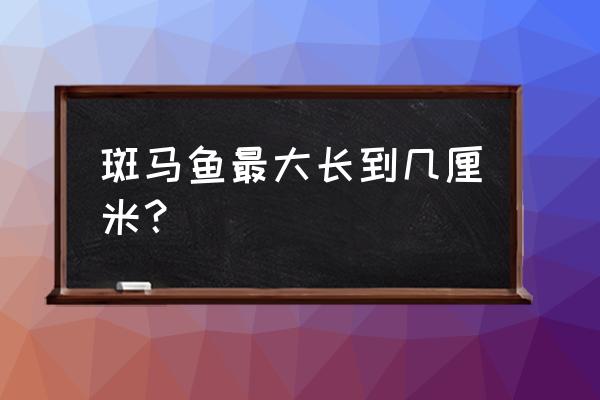 红斑马鱼能长多大 斑马鱼最大长到几厘米？