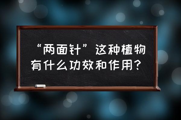 两面针的功效与作用点 “两面针”这种植物有什么功效和作用？