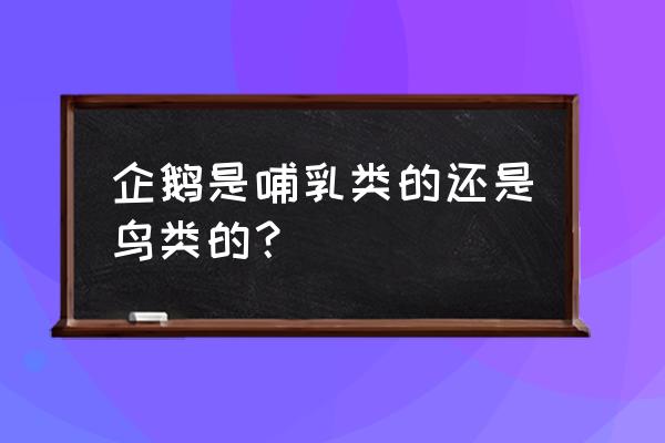 企鹅是鸟类还是哺乳类动物 企鹅是哺乳类的还是鸟类的？