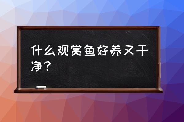 观赏鱼什么鱼最好养 什么观赏鱼好养又干净？