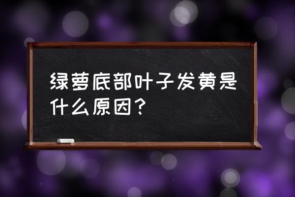 绿萝根部叶子发黄 绿萝底部叶子发黄是什么原因？