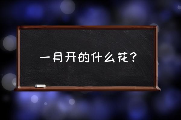 一月份什么花开 一月开的什么花？