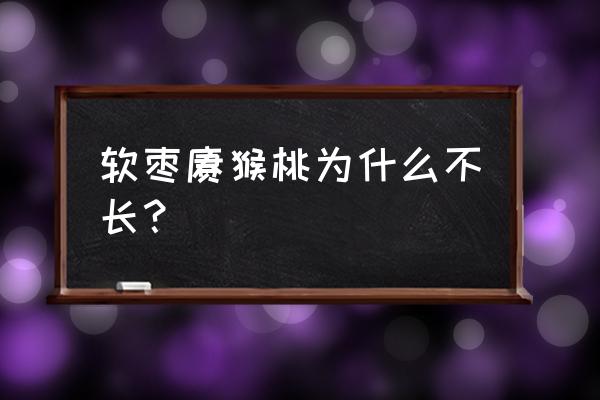 软枣猕猴桃不好种 软枣猕猴桃为什么不长？