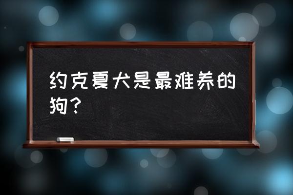 约克夏是最难养的狗 约克夏犬是最难养的狗？