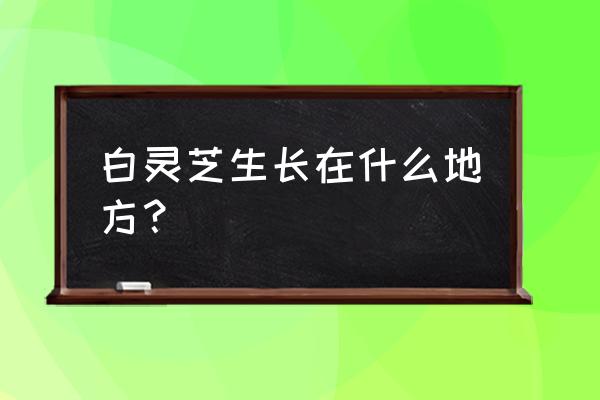 长白山白灵芝 白灵芝生长在什么地方？