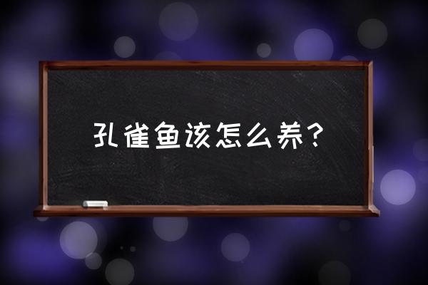 养孔雀鱼的技巧 孔雀鱼该怎么养？