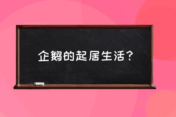 企鹅企鹅生活 企鹅的起居生活？