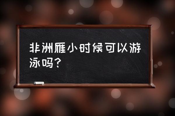 大雁会飞也会游泳吗 非洲雁小时候可以游泳吗？