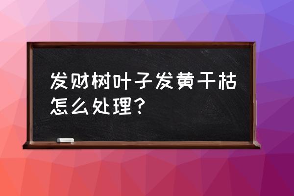 发财树的叶子变黄变枯 发财树叶子发黄干枯怎么处理？