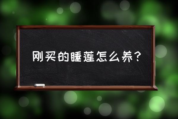 买来的睡莲怎么养 刚买的睡莲怎么养？