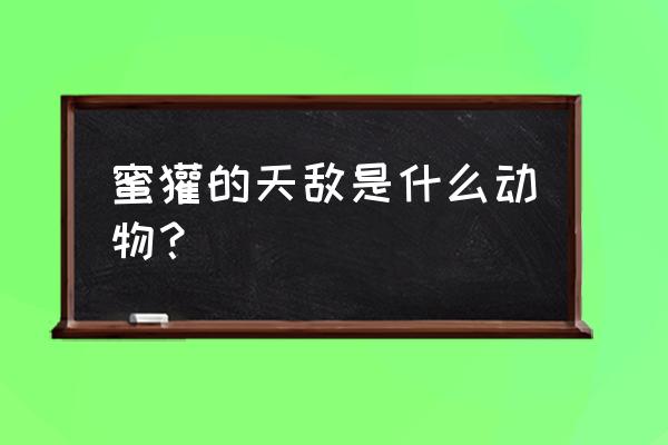 蜜獾的天敌是什么动物 蜜獾的天敌是什么动物？