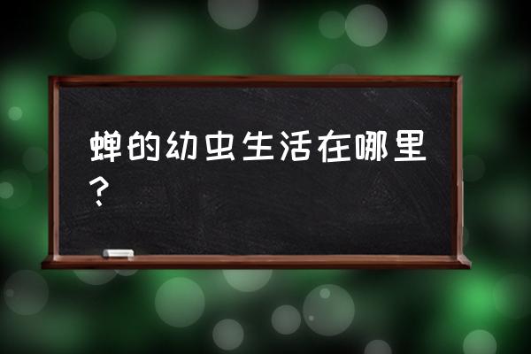 知了的幼虫生活在哪里 蝉的幼虫生活在哪里？