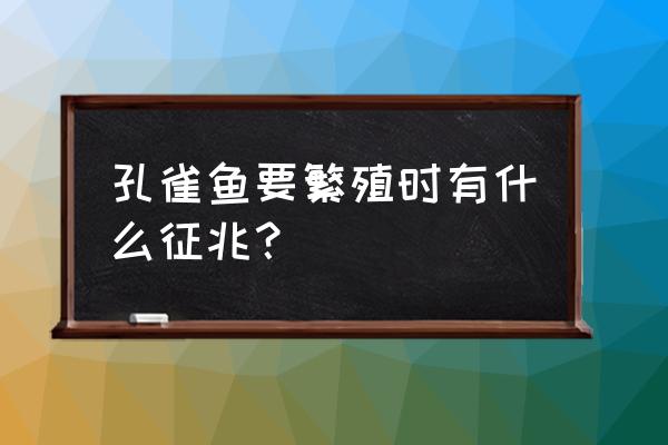 孔雀鱼繁殖前兆 孔雀鱼要繁殖时有什么征兆？