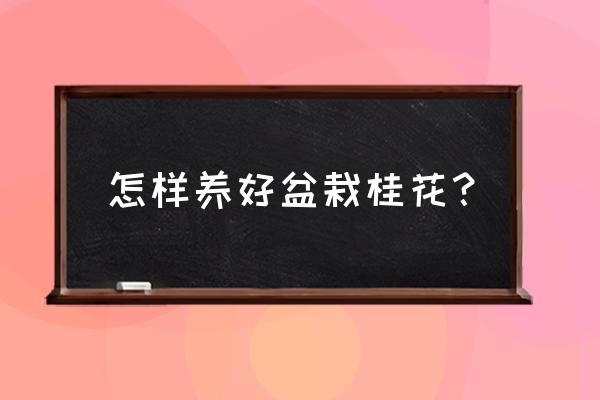 桂花树盆栽怎么养 怎样养好盆栽桂花？