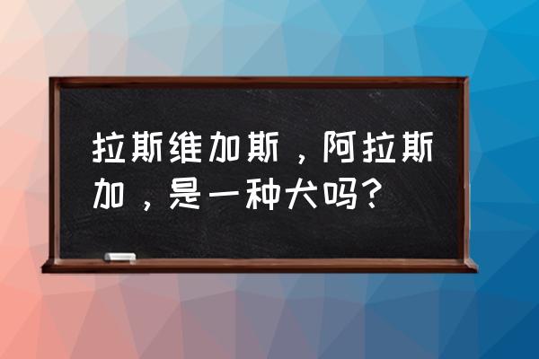 拉斯维加斯犬介绍 拉斯维加斯，阿拉斯加，是一种犬吗？