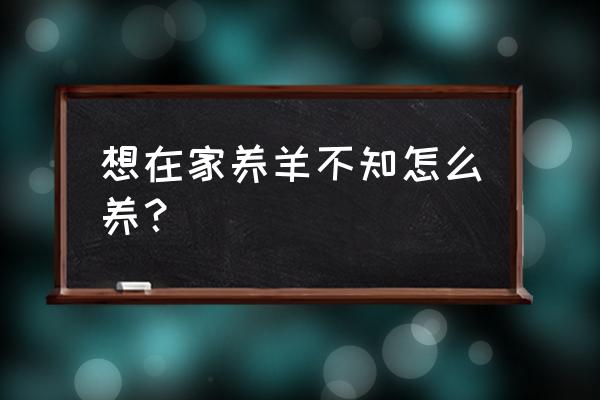 在家如何养羊 想在家养羊不知怎么养？