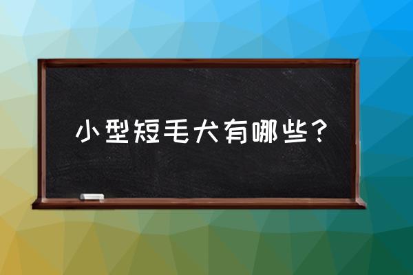 短毛小型犬品种大全带名字 小型短毛犬有哪些？