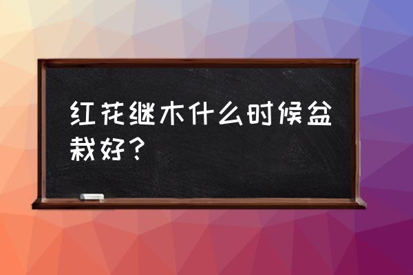 红花继木球是乔木还是灌木 红花继木什么时候盆栽好？