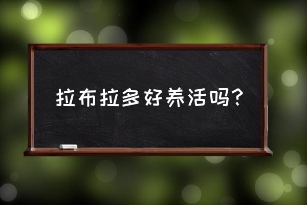 拉布拉多好不好养 拉布拉多好养活吗？