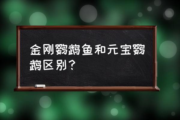 金刚鹦鹉鱼和元宝鹦鹉区别 金刚鹦鹉鱼和元宝鹦鹉区别？