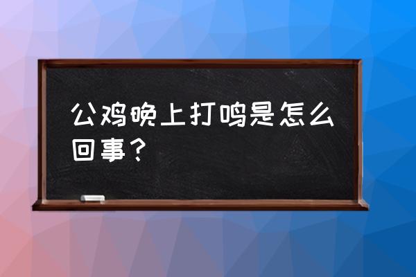 公鸡为什么晚上也打鸣 公鸡晚上打鸣是怎么回事？