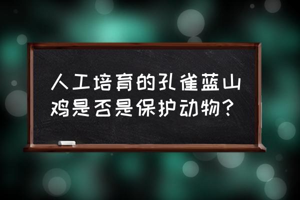 孔雀蓝山鸡苗什么样子 人工培育的孔雀蓝山鸡是否是保护动物？