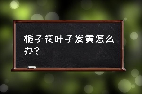 栀子花叶子发黄处理方法 栀子花叶子发黄怎么办？