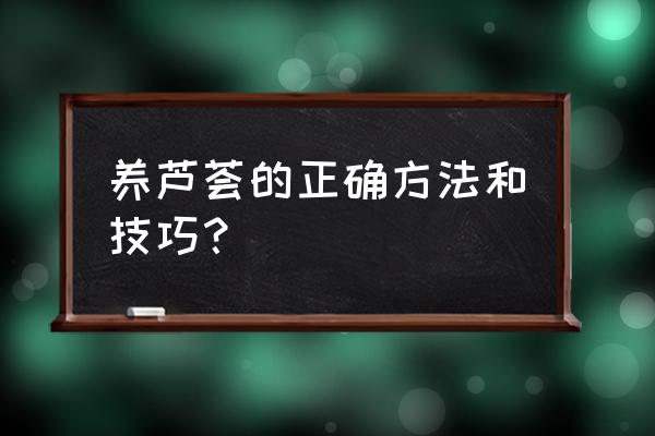 养芦荟的正确方法 养芦荟的正确方法和技巧？