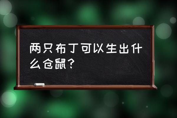 布丁和布丁仓鼠可以生什么 两只布丁可以生出什么仓鼠？