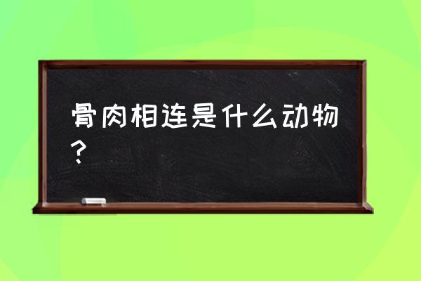 骨肉相连打一动物 骨肉相连是什么动物？