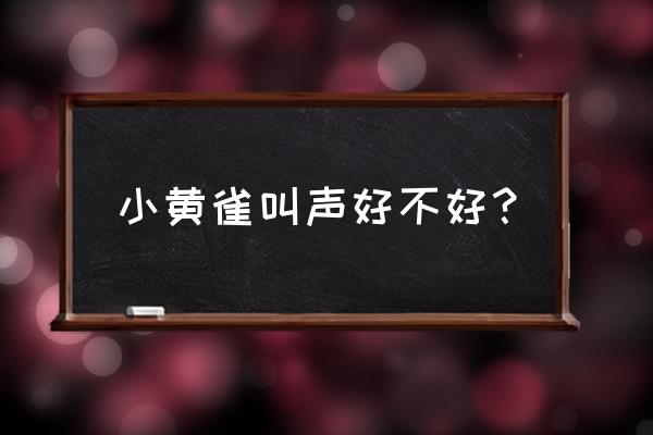 小黄鸟叫声很奇特 小黄雀叫声好不好？