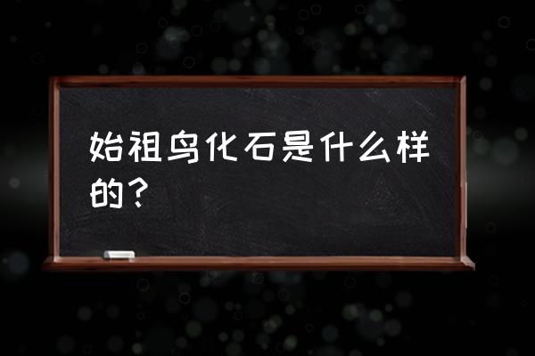 始祖鸟化石简介 始祖鸟化石是什么样的？