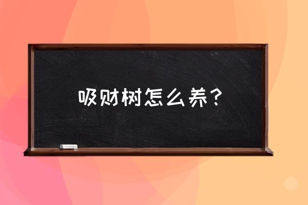 吸财树养护 吸财树怎么养？