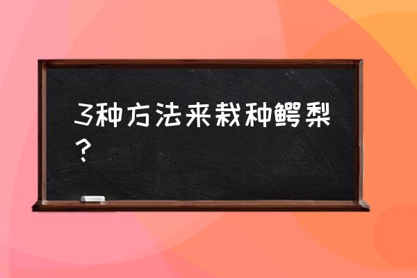 鳄梨可以直接吃吗 3种方法来栽种鳄梨？