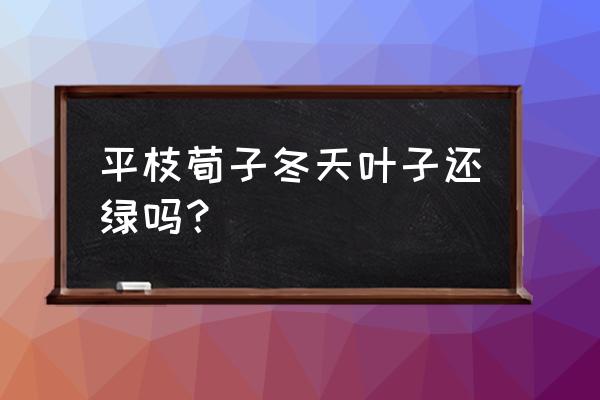 平枝荀子耐寒 平枝荀子冬天叶子还绿吗？