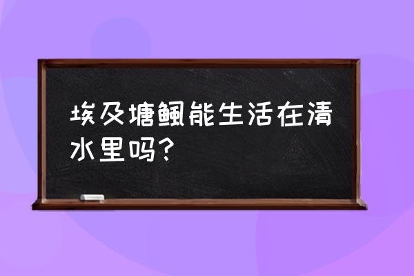 埃及塘虱鱼 埃及塘鲺能生活在清水里吗？