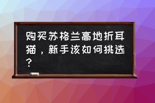 苏格兰高地折耳猫 购买苏格兰高地折耳猫，新手该如何挑选？