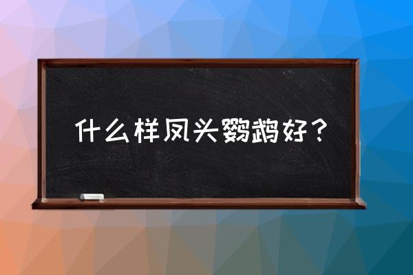 粉红凤头鹦鹉外形描写 什么样凤头鹦鹉好？