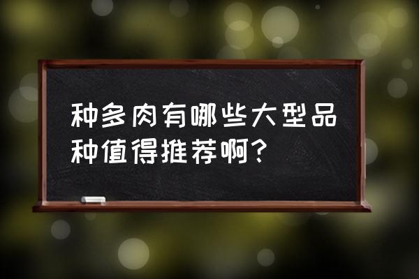 多肉必买的品种 种多肉有哪些大型品种值得推荐啊？