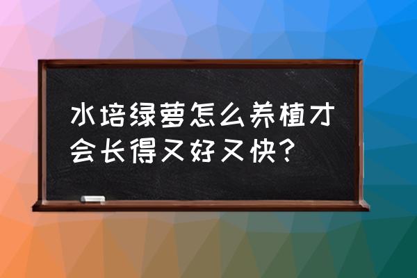 水培绿萝怎么养长得快 水培绿萝怎么养植才会长得又好又快？