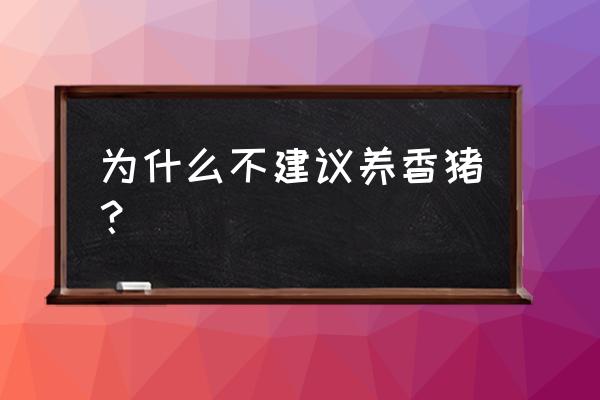 迷你香猪的缺点 为什么不建议养香猪？