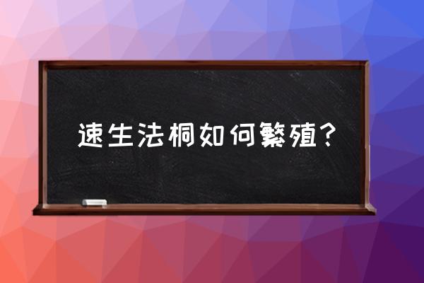 周至速生法桐 速生法桐如何繁殖？