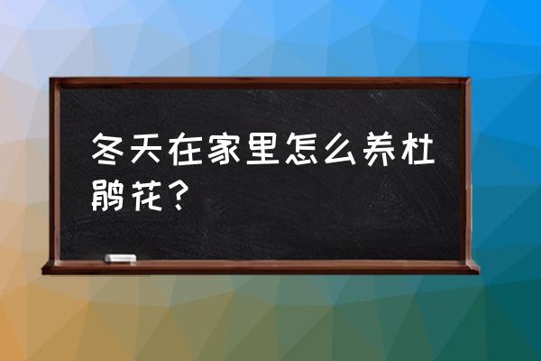 冬季杜鹃花的养法 冬天在家里怎么养杜鹃花？