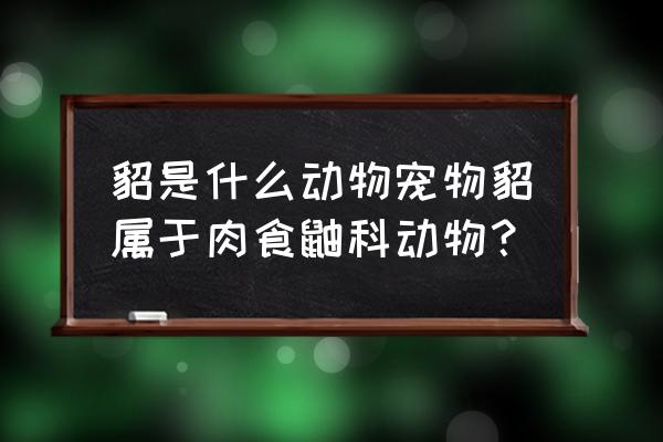 宠物貂是什么动物 貂是什么动物宠物貂属于肉食鼬科动物？