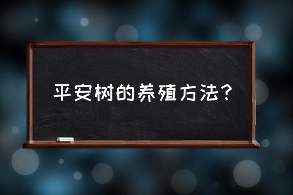 平安树养殖方法与技巧 平安树的养殖方法？