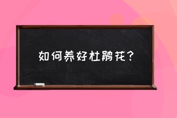 怎么才能养好杜鹃花 如何养好杜鹃花？