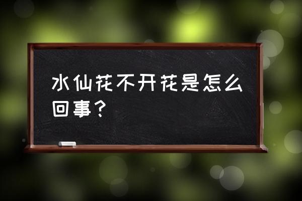 水仙花不开花是什么原因 水仙花不开花是怎么回事？