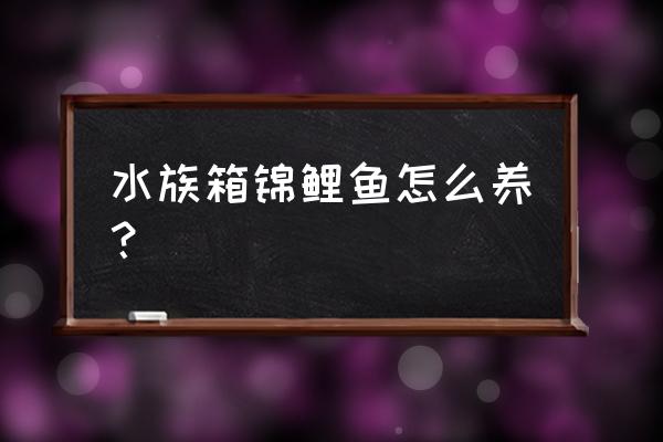 鱼缸养锦鲤鱼技术大全 水族箱锦鲤鱼怎么养？